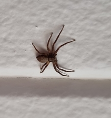 Philodromus aureolus