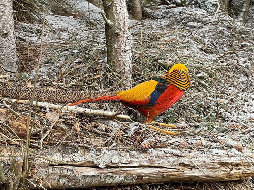 Golden Pheasant