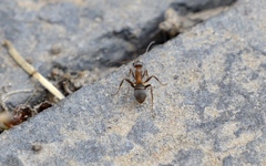 Formica cunicularia