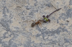Formica cunicularia