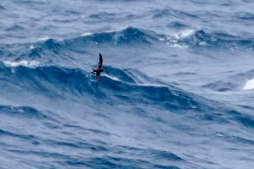 Tristram's Storm Petrel (Hydrobates tristrami), photo 7