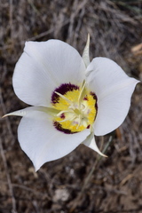 Calochortus macrocarpus maculosus