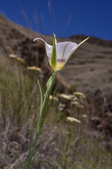 Calochortus macrocarpus maculosus
