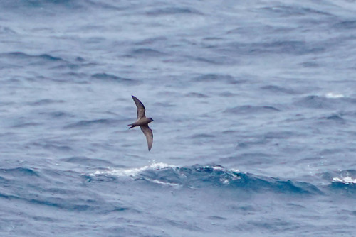 Tristram's Storm Petrel (Hydrobates tristrami), photo 6