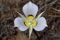 Calochortus macrocarpus maculosus