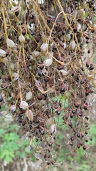 Bocconia arborea