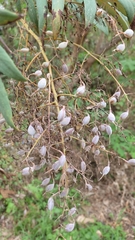 Bocconia arborea