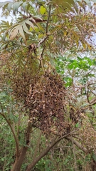 Bocconia arborea