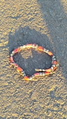 Micrurus altirostris