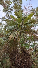 Bocconia arborea