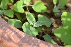Chenopodium acuminatum