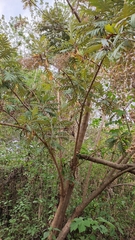 Bocconia arborea
