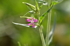 Silene conoidea