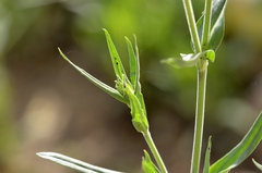 Silene conoidea
