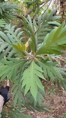Bocconia arborea