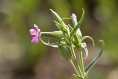 Silene conoidea