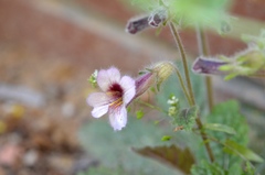 Rehmannia glutinosa