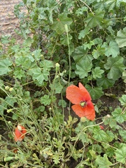 Papaver pinnatifidum