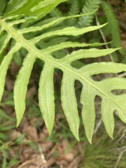 Lorinseria areolata image