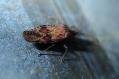 Cysteochila delineata