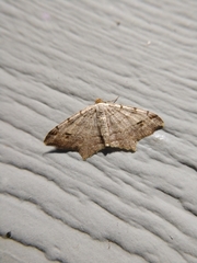 Macaria aequiferaria