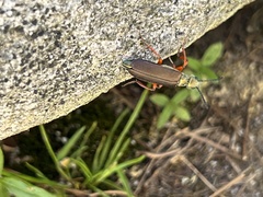 Lytta aenea