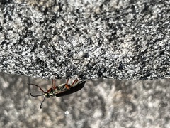 Lytta aenea