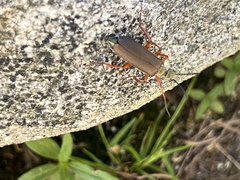 Lytta aenea
