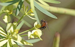 Andrena vulcana