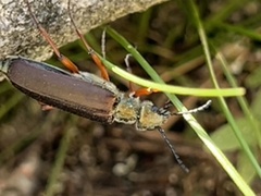 Lytta aenea