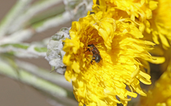 Osmia latreillei