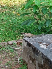 Funambulus pennantii