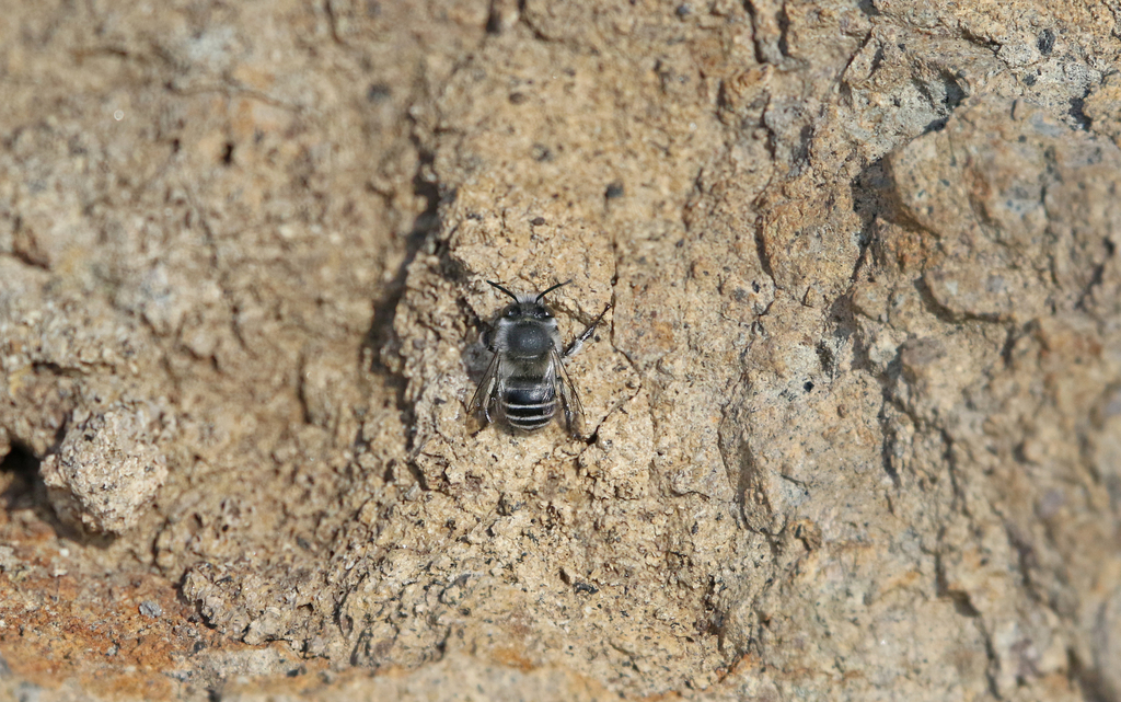 Anthophora orotavae