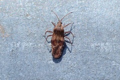 Cysteochila delineata