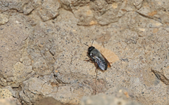 Megachile canescens