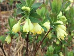Lonicera villosa
