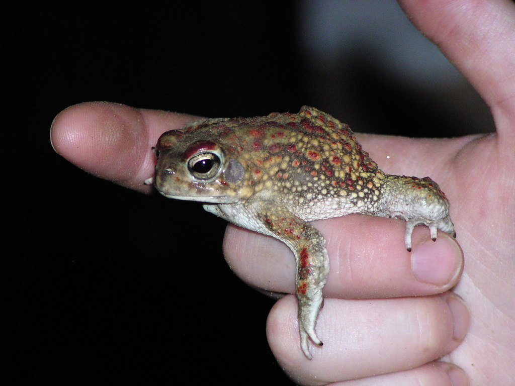 Penton's Toad