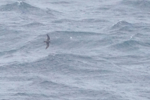 Tristram's Storm Petrel (Hydrobates tristrami), photo 8