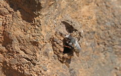 Megachile canescens