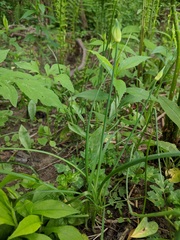 Allium canadense canadense
