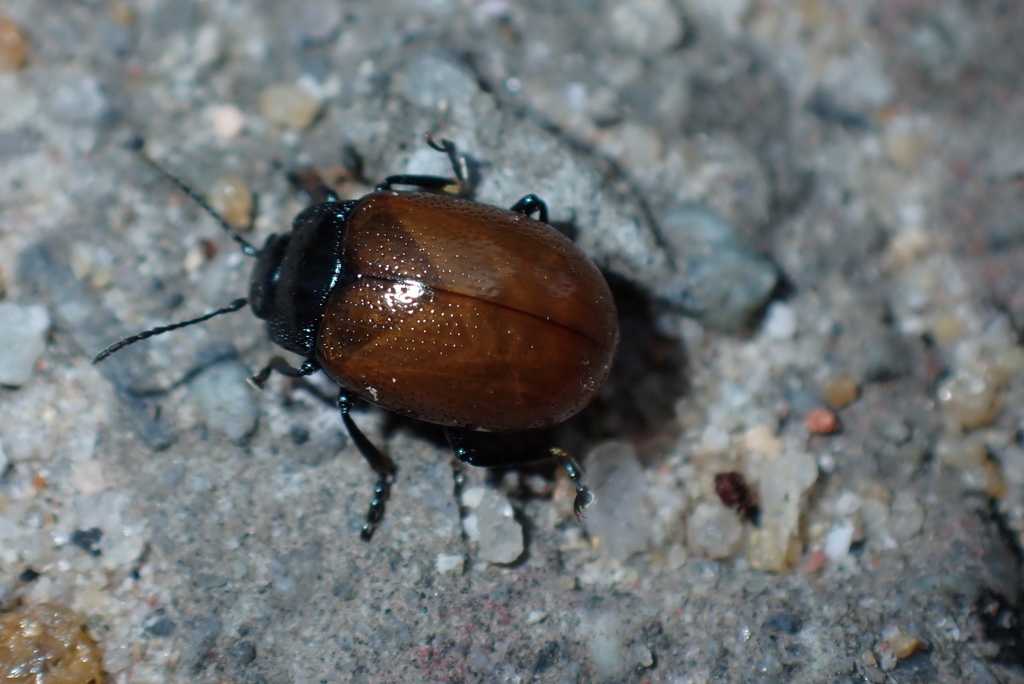 Chrysolina bowringii