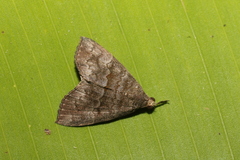 Hypena peruvialis
