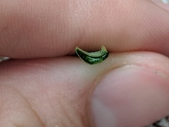 Allium canadense canadense