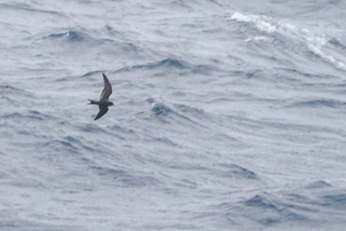 Tristram's Storm Petrel (Hydrobates tristrami), photo 9