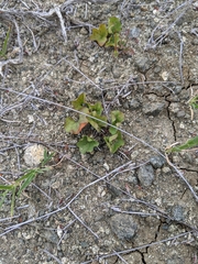 Dichondra occidentalis