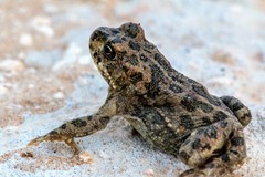 Bufotes boulengeri siculus