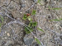 Dichondra occidentalis