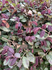 Loropetalum