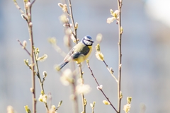 Cyanistes caeruleus