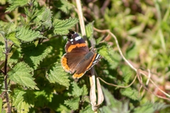 Vanessa atalanta